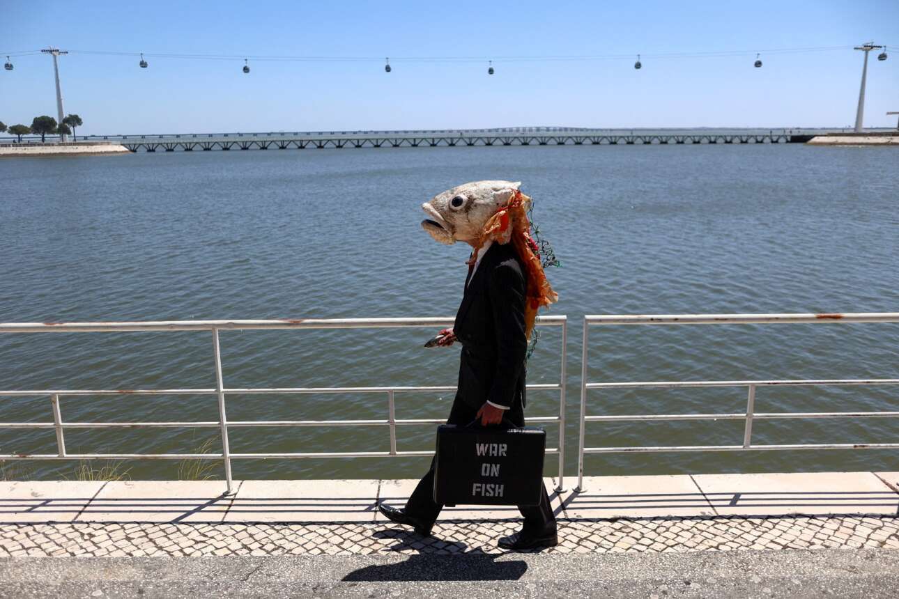 Μέλος της ομάδας Ocean Rebellion εκβράστηκε στη Λισαβόνα επ’ ευκαιρία του μίτινγκ του ΟΗΕ με θέμα τους ωκεανούς φορώντας μάσκα που παρίστανε ψαροκέφαλο – ήταν η φιγούρα άνοστη, ήταν και ντάλα μεσημέρι, έτσι οι γάτες αδιαφόρησαν (και για αυτόν τον λόγο δεν υπάρχουν στο καρέ)