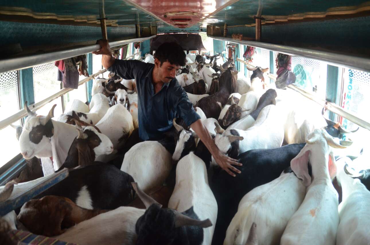 «Σιγά, βρε ζώον, με ξενύχιασες!» Σκηνή από παλιό λεωφορείο που έχει μετατραπεί σε φορτηγό μεταφοράς ζώντων ζώων και υποψηφίων σφαγίων – το όχημα κατευθυνόταν στο Καράτσι όπου λειτουργεί η μεγαλύτερη ζωαγορά του Πακιστάν 