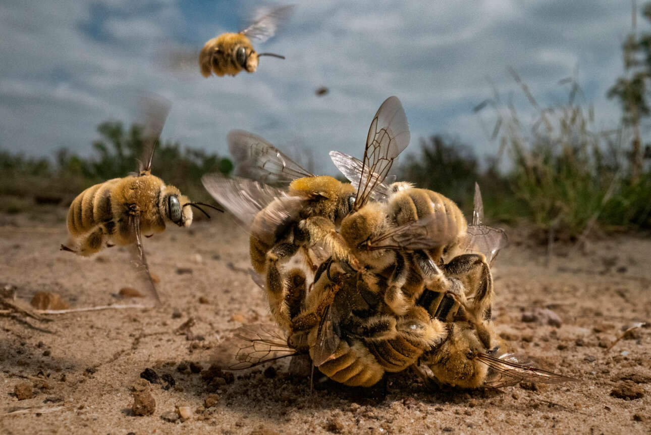 Μία σπάνια στιγμή κατάφερε να καταγράψει η φωτορεπόρτερ Καρίν Ενιερ στο νότιο Τέξας, αποσπώντας το μεγάλο βραβείο του διαγωνισμού. Αρσενικές μέλισσες-κάκτοι (Diadasia rinconis) ορμούν πάνω σε μία θηλυκή και μετατρέπονται σε ένα κουβάρι προκειμένου να ζευγαρώσουν. Γηγενείς στην Αμερική, οι μέλισσες αυτές θεωρούνται μοναχικό είδος: ζουν χωρίς την ιεραρχία και τη δομή των ευρωπαϊκών ομολόγων τους 
