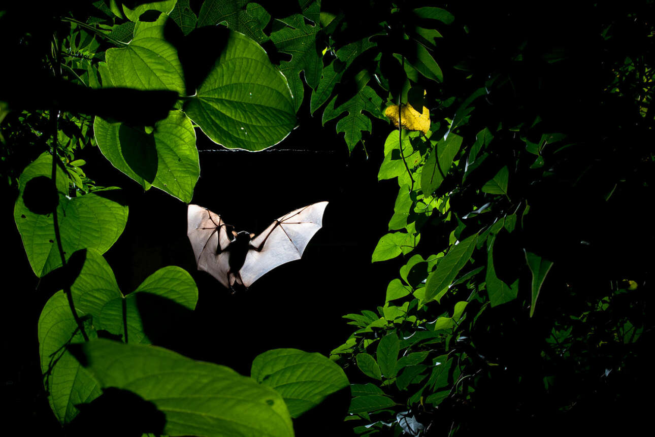 Βραβείο στην κατηγορία Φτερωτή Ζωή. Νυχτερίδα κατευθύνεται προς μια μηλιά, έτοιμη για ένα πλουσιοπάροχο γεύμα. Δεν είναι τυχαίο ότι το καδράρισμα της φωτογραφίας είναι τόσο ακριβές. Ο ινδός φωτογράφος πέρασε σχεδόν τρεις εβδομάδες παρατηρώντας τη συμπεριφορά των νυχτερίδων καθώς περιτριγύριζαν το οπωροφόρο δέντρο, μαθαίνοντας τις συνήθειες τους και εντοπίζοντας σημεία στη φυλλωσιά από όπου θα έκαναν την είσοδο τους