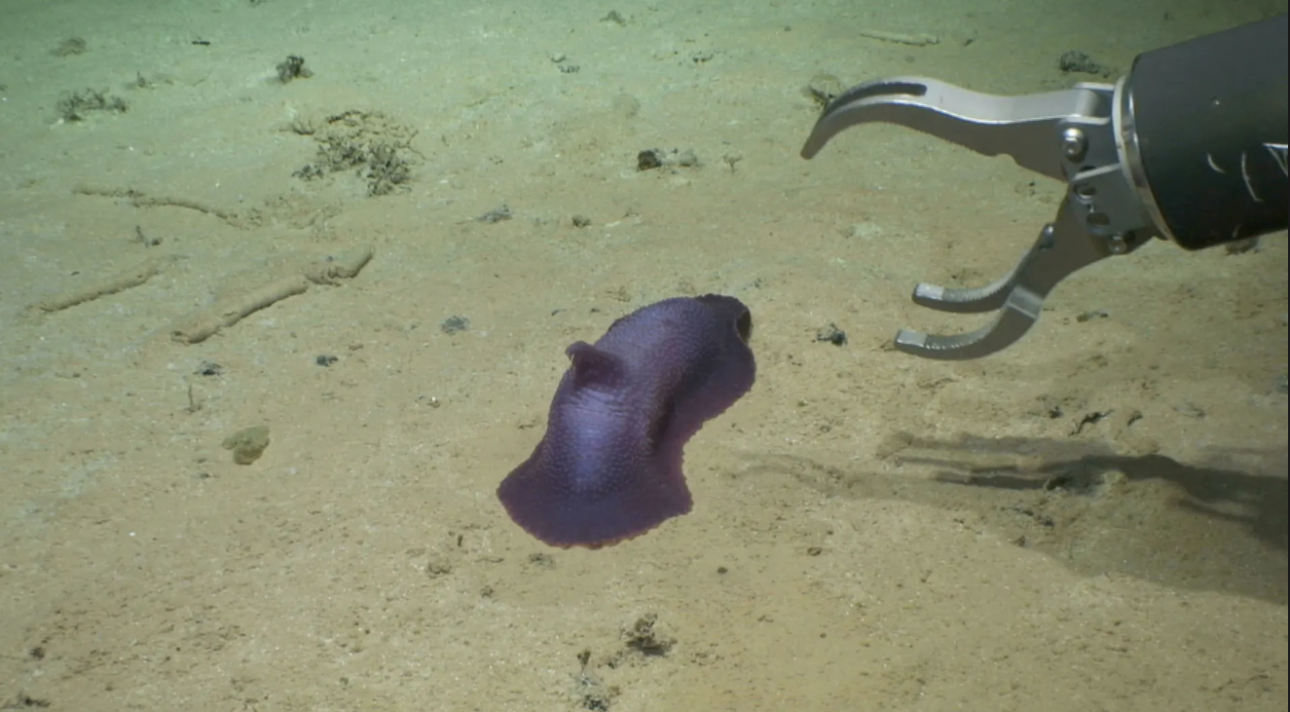 Εντόπισαν 30 νέα είδη στην άβυσσο του ωκεανού