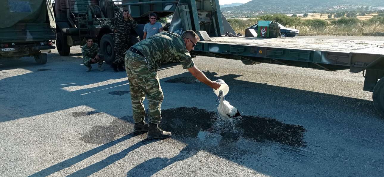 Φωτιά στη Λέσβο: Η συγκινητική φροντίδα ενός πελαργού με εγκαύματα από στρατιωτικό