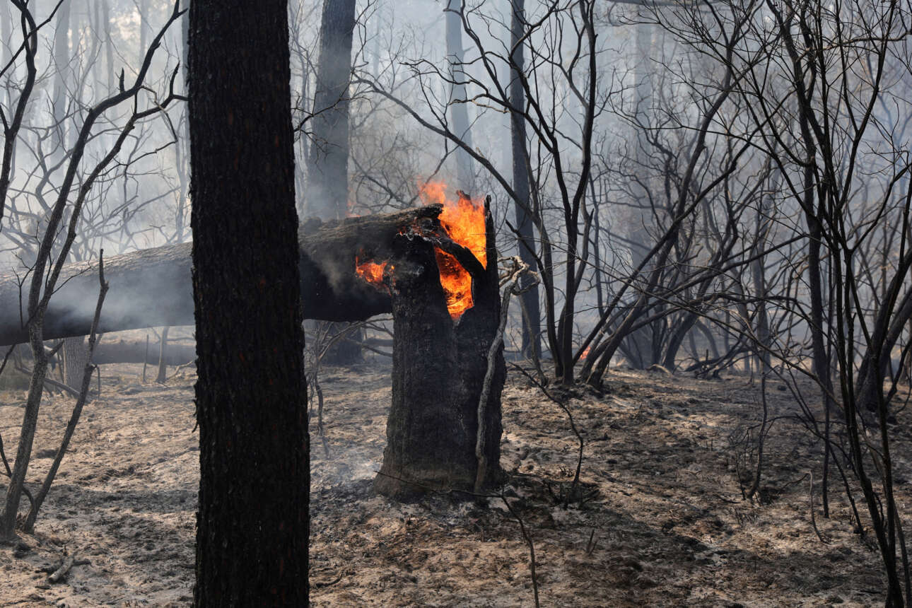 Δέντρο στο δάσος Teste-de-buch παραδίνεται στις φλόγες... και στη μοίρα του, καθώς η καταστροφική πυρκαγιά συνεχίχει να εξαπλώνεται στη νοτιοδυτική Γαλλία