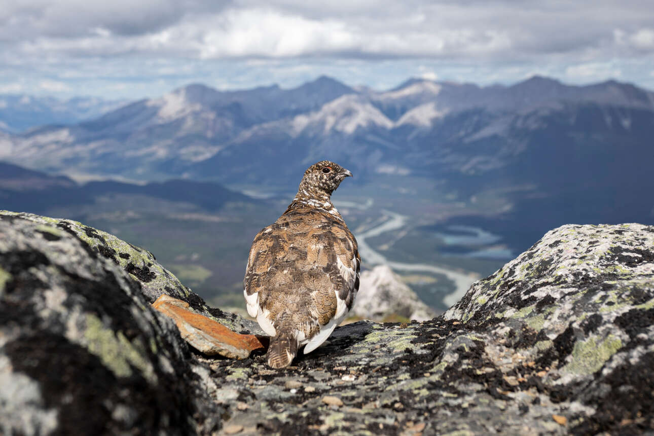 Βραβείο στην κατηγορία Επαγγελματίες. Ενα πταρμιγκάν με λευκή ουρά κάθεται στην κορυφή ενός βράχου αγναντεύοντας τα βουνά και μια κοιλάδα στο Εθνικό Πάρκο Τζάσπερ, στην Αλμπέρτα του Καναδά
