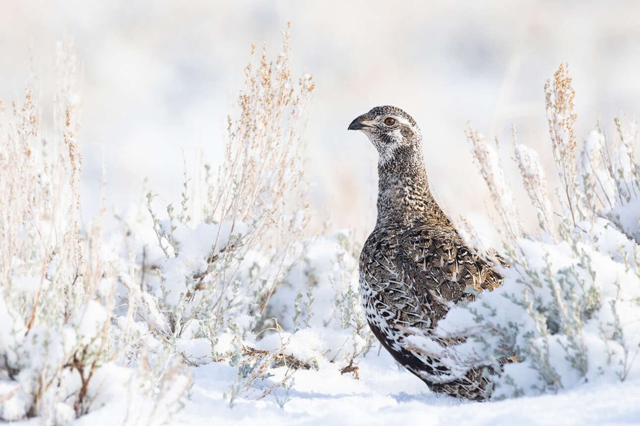 Βραβείο στην κατηγορία Θηλυκό Πουλί. Περιτριγυρισμένη από χιονισμένα φασκόμηλα, μία αγριόρνιθα στέκεται αγέρωχη στην κομητεία Φρεμόντ του Γουάιομινγκ στις ΗΠΑ