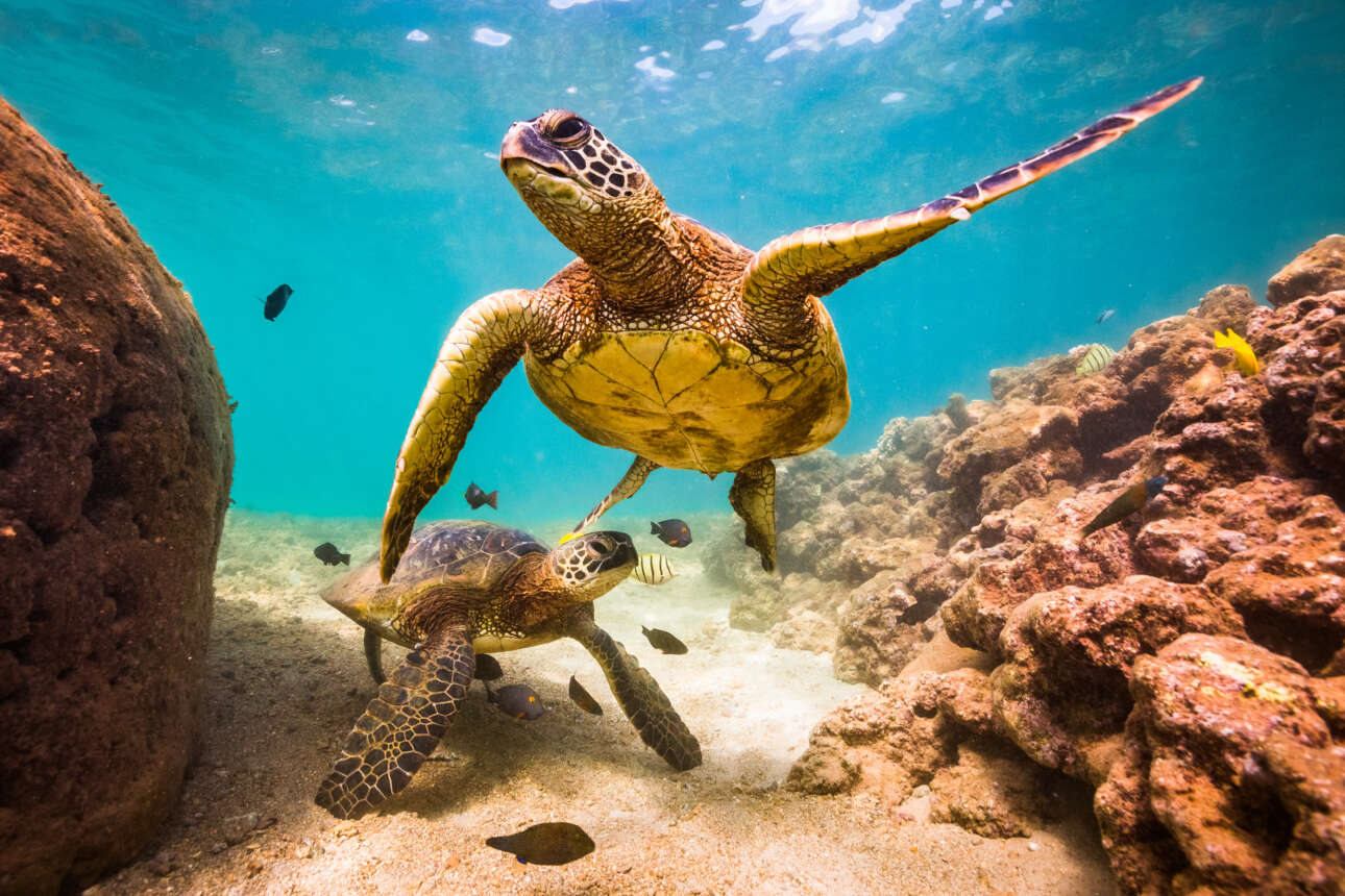 Ιαπωνία: Δεκάδες χελώνες βρέθηκαν μαχαιρωμένες στον λαιμό