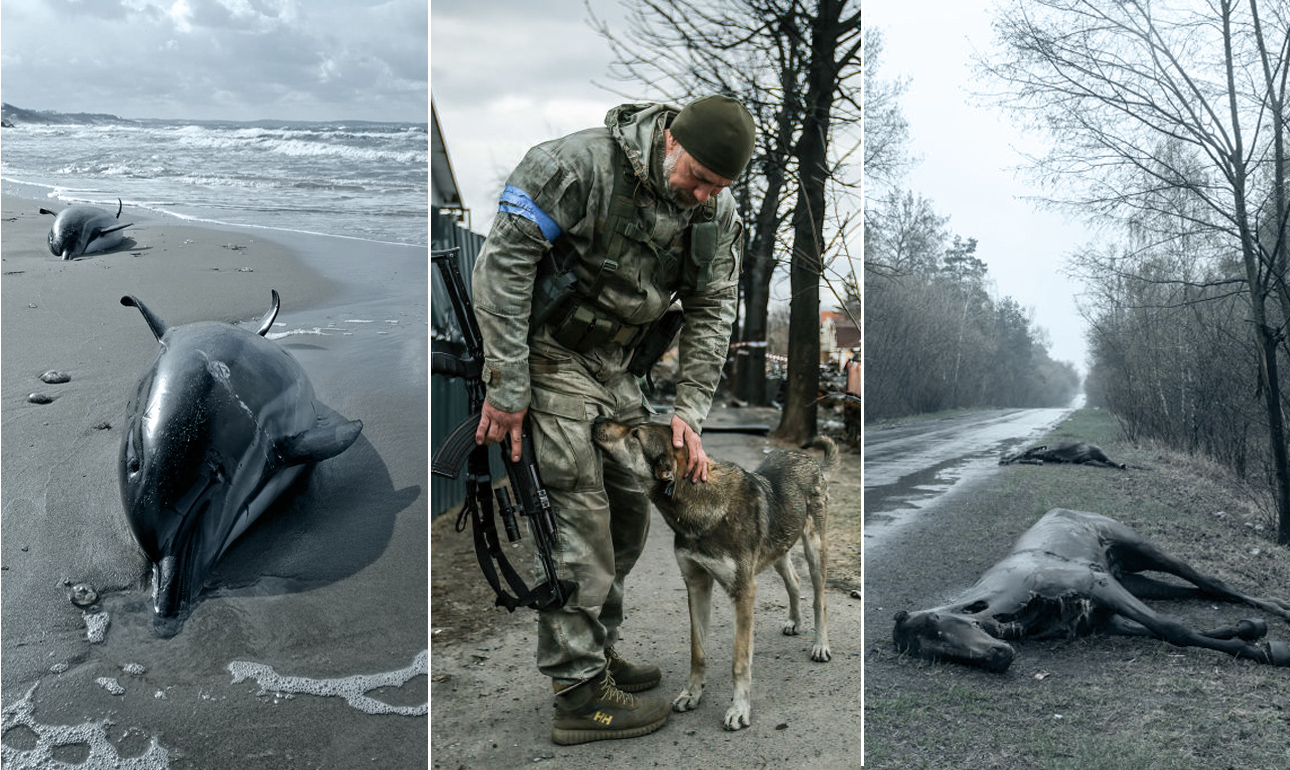 Ο πόλεμος μέσα από τη μοίρα των ζώων