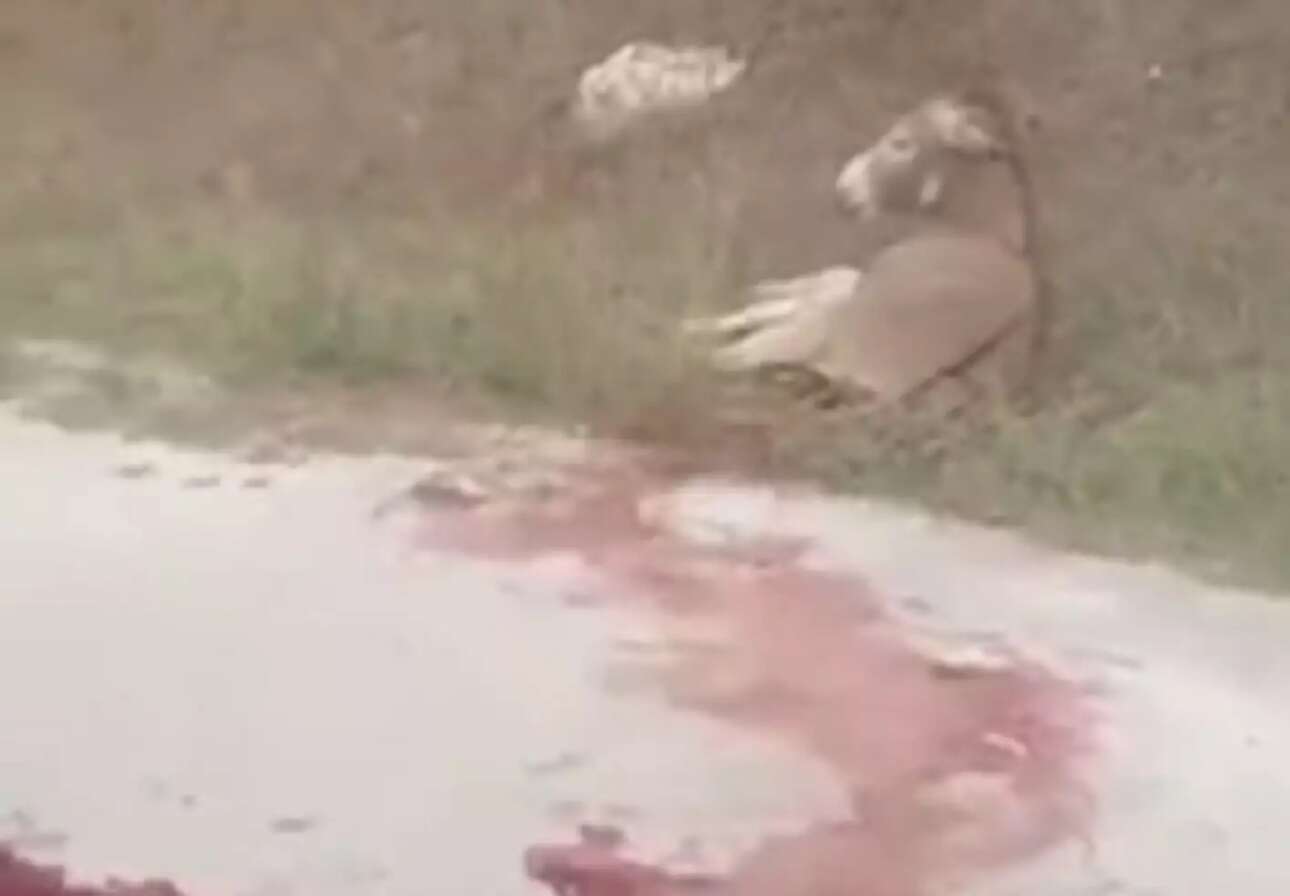 Δικηγόρος αντιδημάρχου στη Ζίτσα: Ο γάιδαρος είχε ματώσει επειδή τον δάγκωσε λύκος!