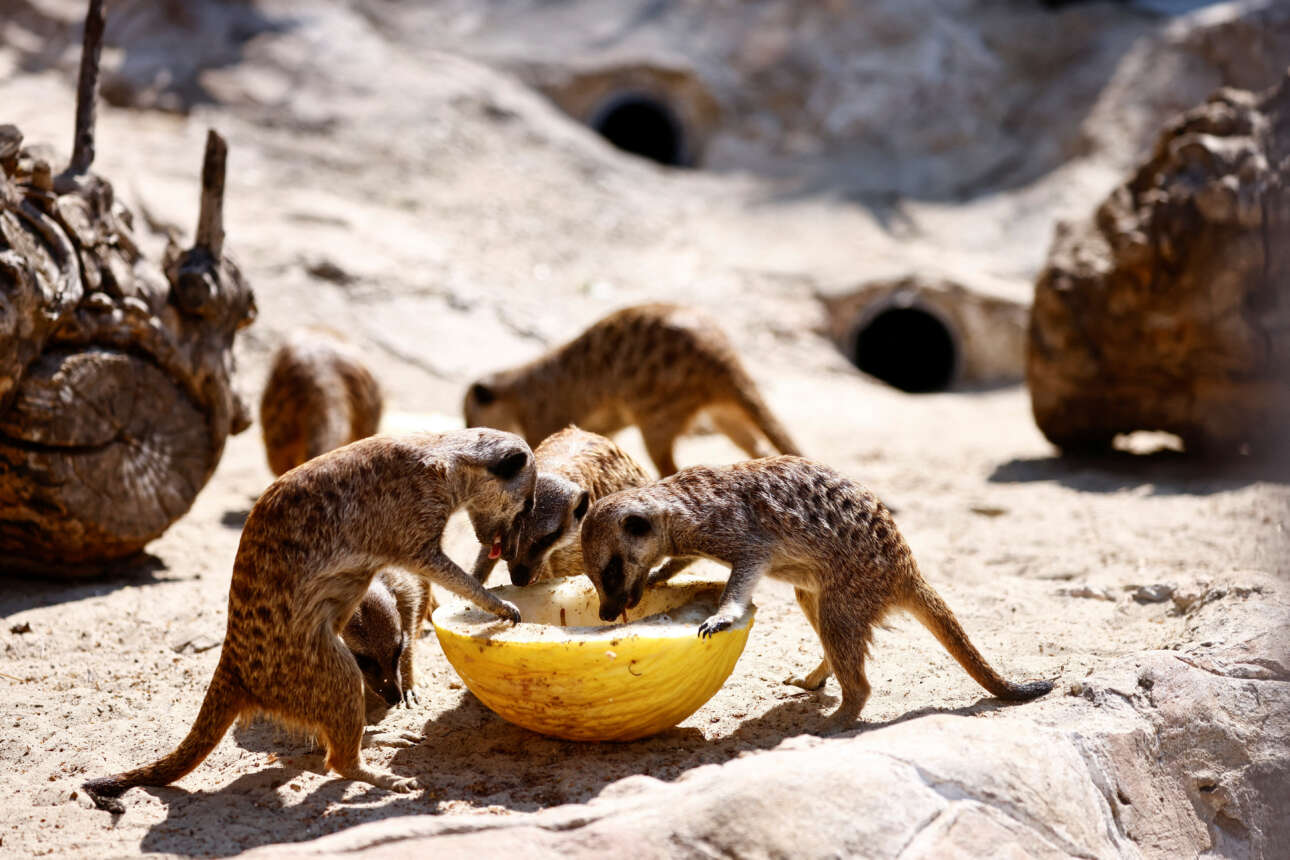 Τα ζώα στον ζωολογικό κήπο της Ρώμης τρώνε φλούδες από πεπόνι για να δροσιστούν 