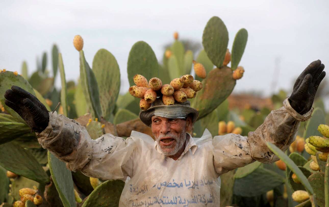 Φελάχος σε χωράφι του Δέλτα του Νείλου πανηγυρίζει την αύξηση της παραγωγής του σε φραγκόσυκα – για να μην τσιμπηθεί από τα αγκάθια τους, φοράει πάνω από την κελεμπία του ράκη από μουσαμάδες και στα χέρια του γάντια