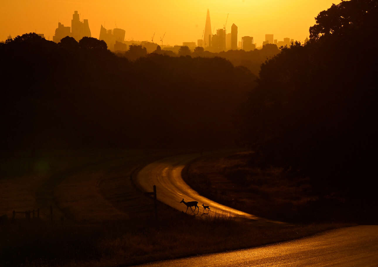  Mια ελαφίνα με το ελαφάκι της διασχίζουν δρόμο στο πάρκο του Ρίτσμοντ στο Λονδίνο καθώς ο ήλιος -μαζί με το δεύτερο κύμα καύσωνα- ανατέλλει 