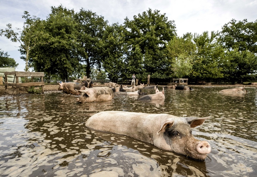 Γουρούνια φάρμας σβήνουν την κάψα τους από το αυγουστιάτικο κάμα στην ολλανδική λασπογούρνα τους, δηλαδή στο δικό τους μικρό πέλαγος που δεν έχει γοργόνες 