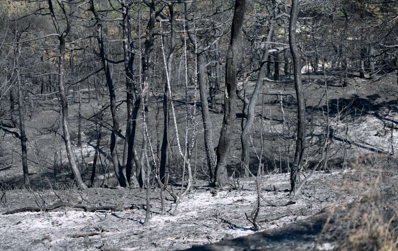Σκρέκας: Ξεκινά η διαδικασία αποκατάστασης στο δάσος της Δαδιάς