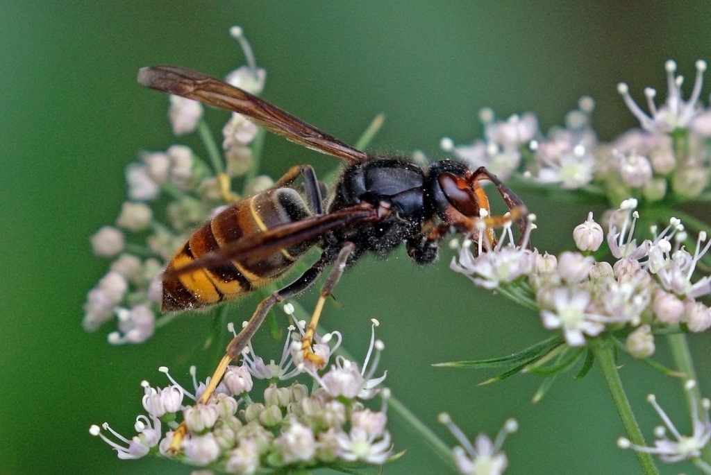 Οι κηφήνες μεταναστεύουν αναζητώντας βασίλισσες;