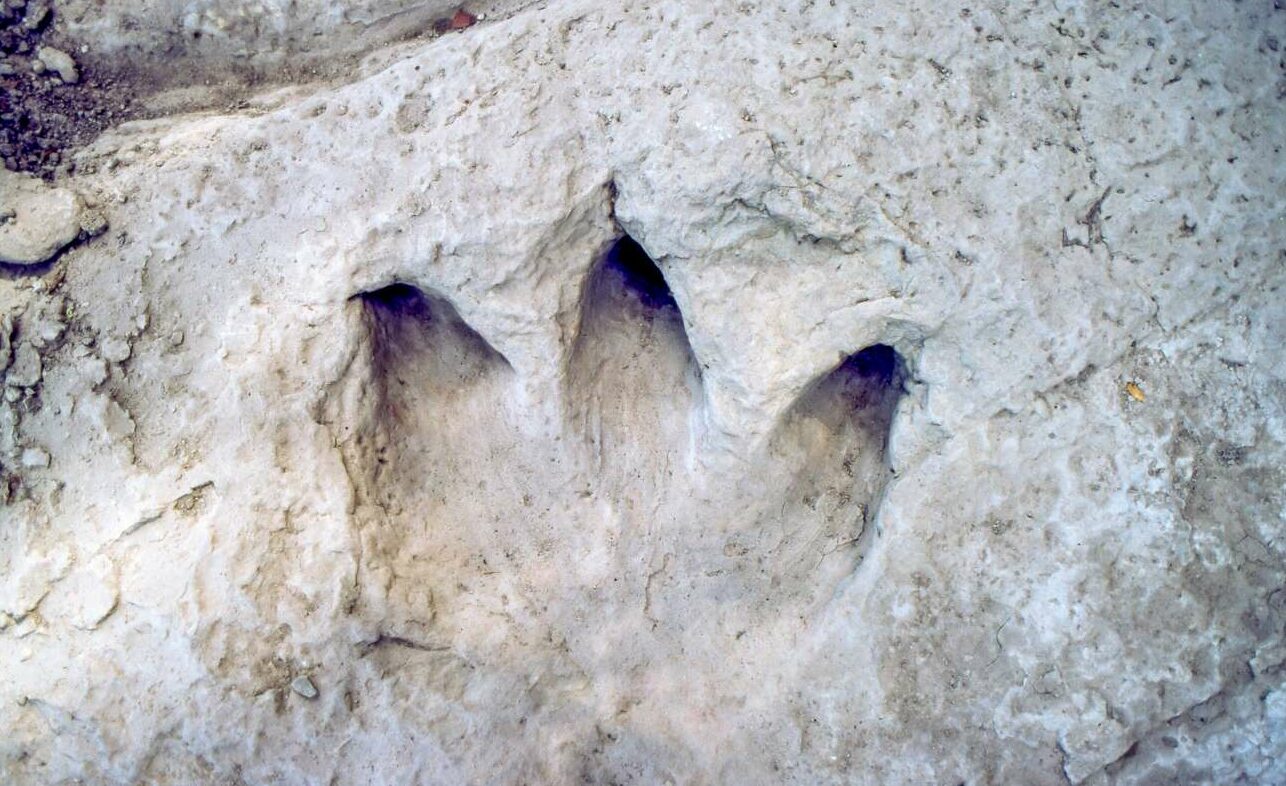 Τέξας: Η ξηρασία έφερε στην επιφάνεια πατημασιές δεινοσαύρων 113 εκατ. ετών