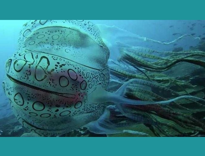 Μυστηριώδης μέδουσα βιντεοσκοπήθηκε στην Ωκεανία