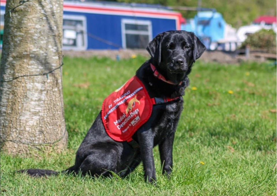 Οι πρώτοι σκύλοι που μυρίζονται τον κορονοϊό σύντομα αναλαμβάνουν υπηρεσία