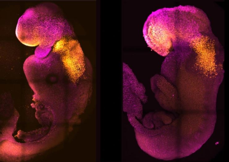 Δημιούργησαν το πρώτο ολοκληρωμένο συνθετικό έμβρυο