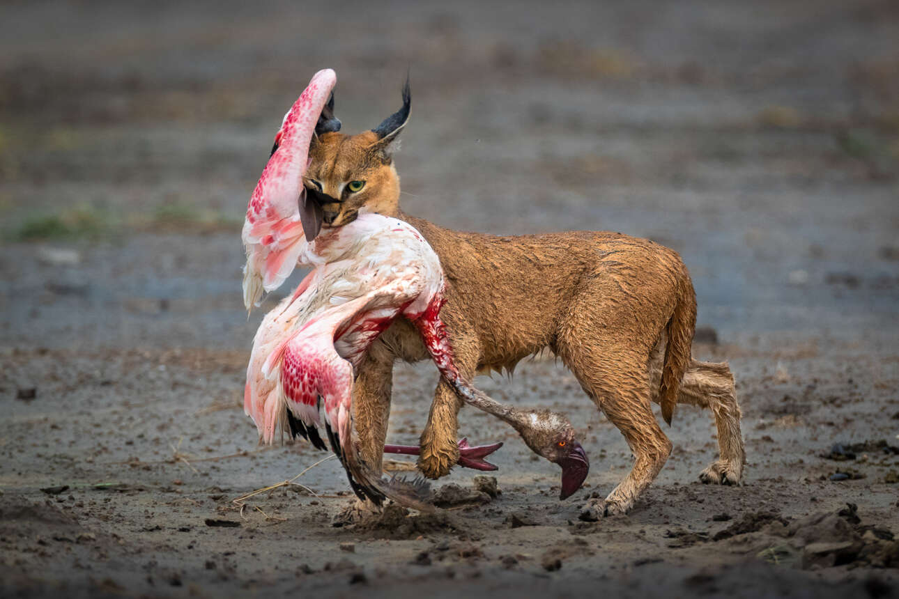 Το καρακάλ -είδος αφρικανικής γάτας- με το βραδινό του γεύμα στο στόμα, ένα πανέμορφο, αλλά άτυχο φλαμίνγκο: η φωτογραφία αυτή ανακηρύχθηκε νικήτρια του διαγωνισμού και απέσπασε και την πρώτη θέση στην κατηγορία Συμπεριφορά των Ζώων