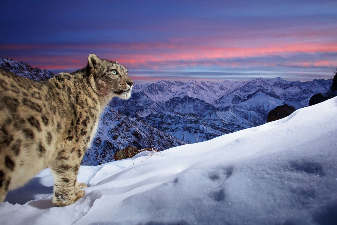 Δεύτερη θέση στην κατηγορία Παγίδα με Κάμερα. Μια λεοπάρδαλη του χιονιού «σκανάρει» με το βλέμμα της τις οδοντωτές κορυφές της οροσειράς Λαντάχ στην Ινδία ψάχνοντας για θηράματα
