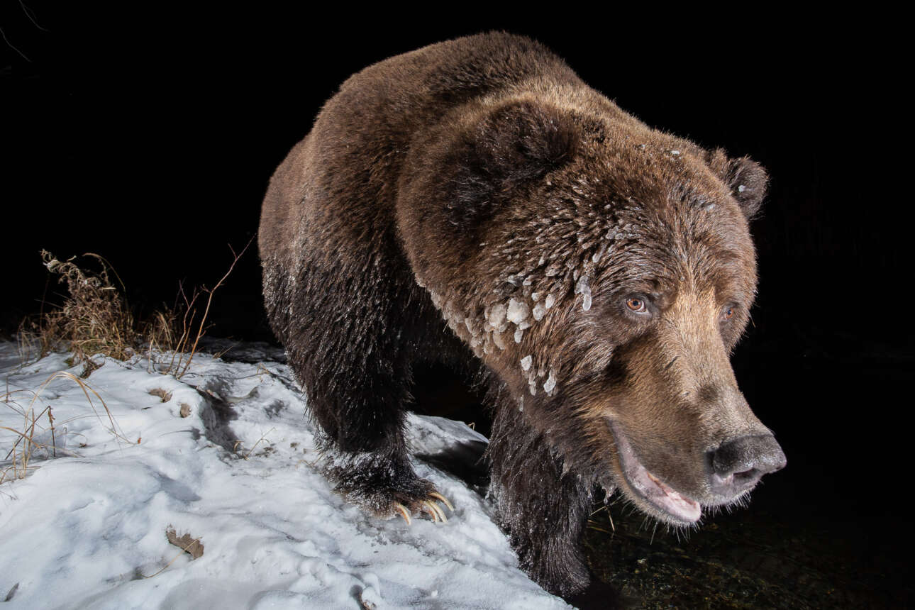 Νικητής στην κατηγορία Παγίδα με Κάμερα. Μία αρκούδα γκρίζλι περνάει μπροστά από μια στημένη παγίδα με κάμερα στην περιοχή Γιούκον του Καναδά. Σε αυτή την περιοχή ένα μοναδικό φαινόμενο συμβαίνει κάθε χρόνο – οι αρκούδες παγώνουν τη γούνα τους και μένουν έξω μέχρι τον Δεκέμβριο, παρά το γεγονός ότι η θερμοκρασία φτάνει έως και τους -30 βαθμούς Κελσίου
