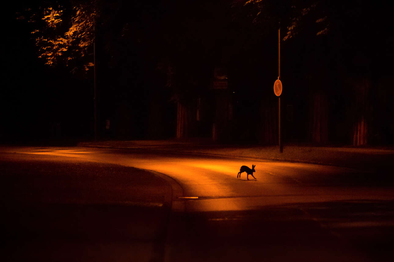 Νικητής στην κατηγορία Αστική Αγρια Ζωή, «Λαγός της πόλης», Γερμανία: Κατά τη διάρκεια της ημέρας, αυτό το μέρος στα περίχωρα είναι γεμάτο από κόσμο που κάνει τις καθημερινές του δουλειές. Ωστόσο, όταν πέφτει η νύχτα ανήκει στα ζώα που βγαίνουν για να παίξουν κάτω από τα φώτα του δρόμου