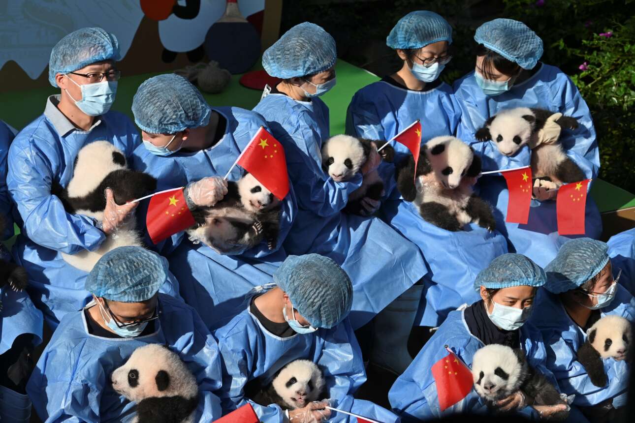 Πανηγυρική φωτογραφία από κινεζικό κέντρο εκτροφής πάντα: οι άνθρωποι με υπερηφάνεια και τα ζώα με αθωότητα χαιρετίζουν τα 73 χρόνια της Λαϊκής Δημοκρατίας της Κίνας, δηλαδή συμμετέχουν στην εθνική εορτή της 1ης Οκτωβρίου – όλα θα ήταν ομορφότερα αν έλειπαν οι υγειονομικές μάσκες 