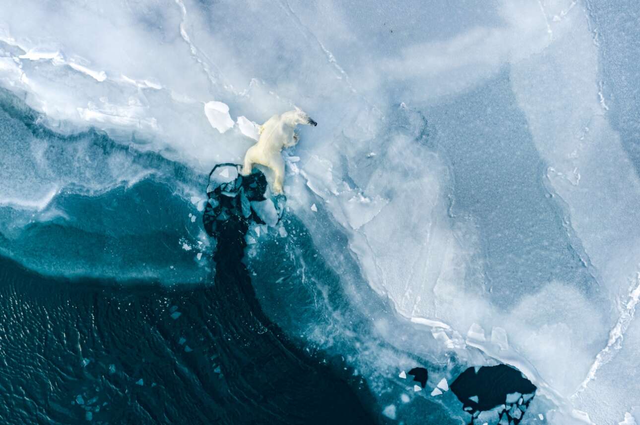 Επιλαχών στην κατηγορία Αγρια Φύση. «Μια νεαρή πολική αρκούδα παίζει στο νερό δοκιμάζοντας τον φρέσκο πάγο και πηδάει πέρα δώθε μαζί με το αδερφάκι του, ενώ η μητέρα τους ξεκουράζεται παραπέρα. Αυτή η εικόνα είναι το αποτέλεσμα πέντε μηνών στο πεδίο, όπου ζούσα μαζί και κοντά στις αρκούδες σε έναν απομακρυσμένο καταυλισμό στην ανατολική ακτή του Σβάλμπαρντ» γράφει στη συνοδευτική λεζάντα ο φωτογράφος