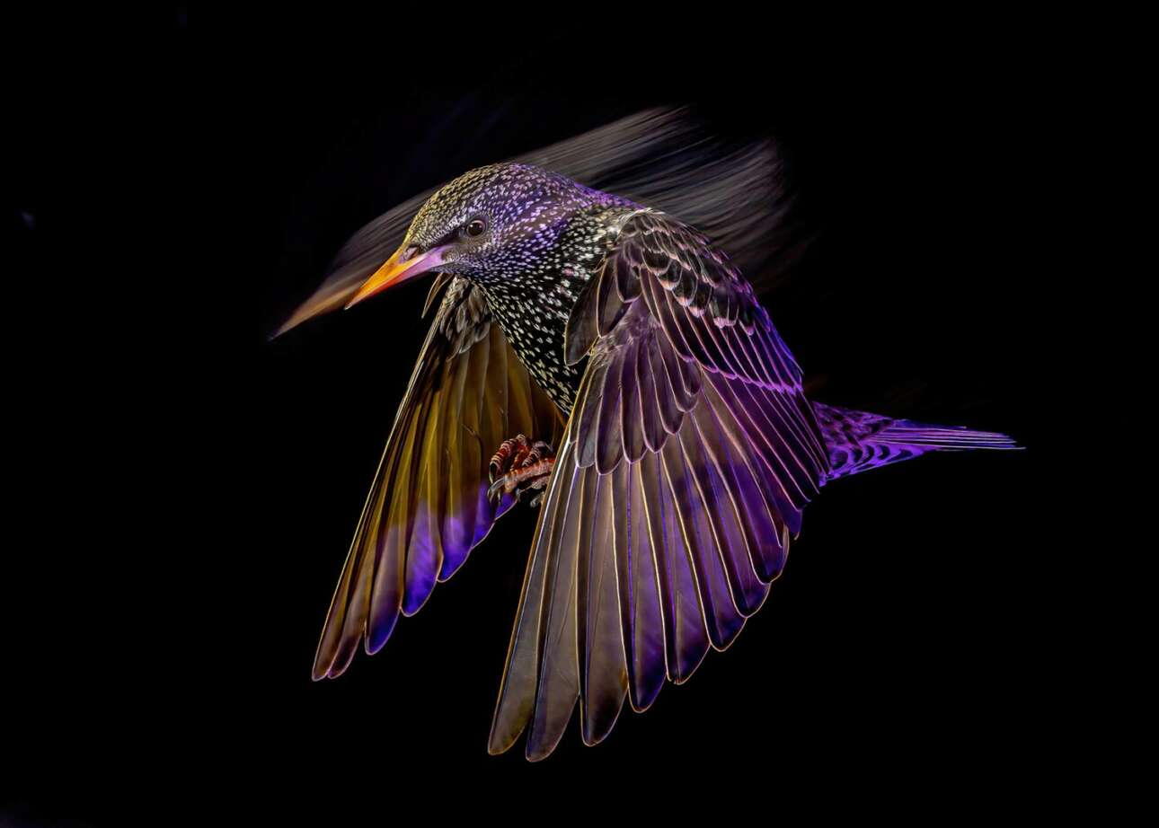 Δεύτερη θέση στην κατηγορία Πουλιά εν Πτήση. Ψαρόνι φωτογραφημένο με φλας, δίνοντας την αίσθηση «πως παραμονεύει στη σκιά της νύχτας»