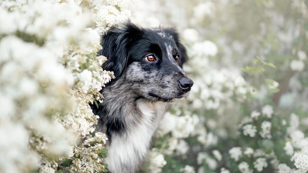Ενα σκυλάκι φωτογραφισμένο ανάμεσα σε λουλούδια στην τσεχική πόλη Ζνταρ ναντ Σαζάβου