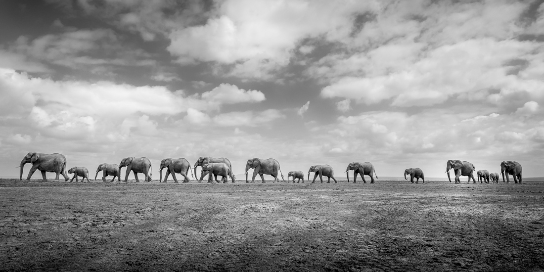 Βραβείο «Ερασιτέχνης Φωτογράφος της Χρονιάς». Ελέφαντες περπατούν στη σειρά, αναζητώντας νερό, στην Κένυα