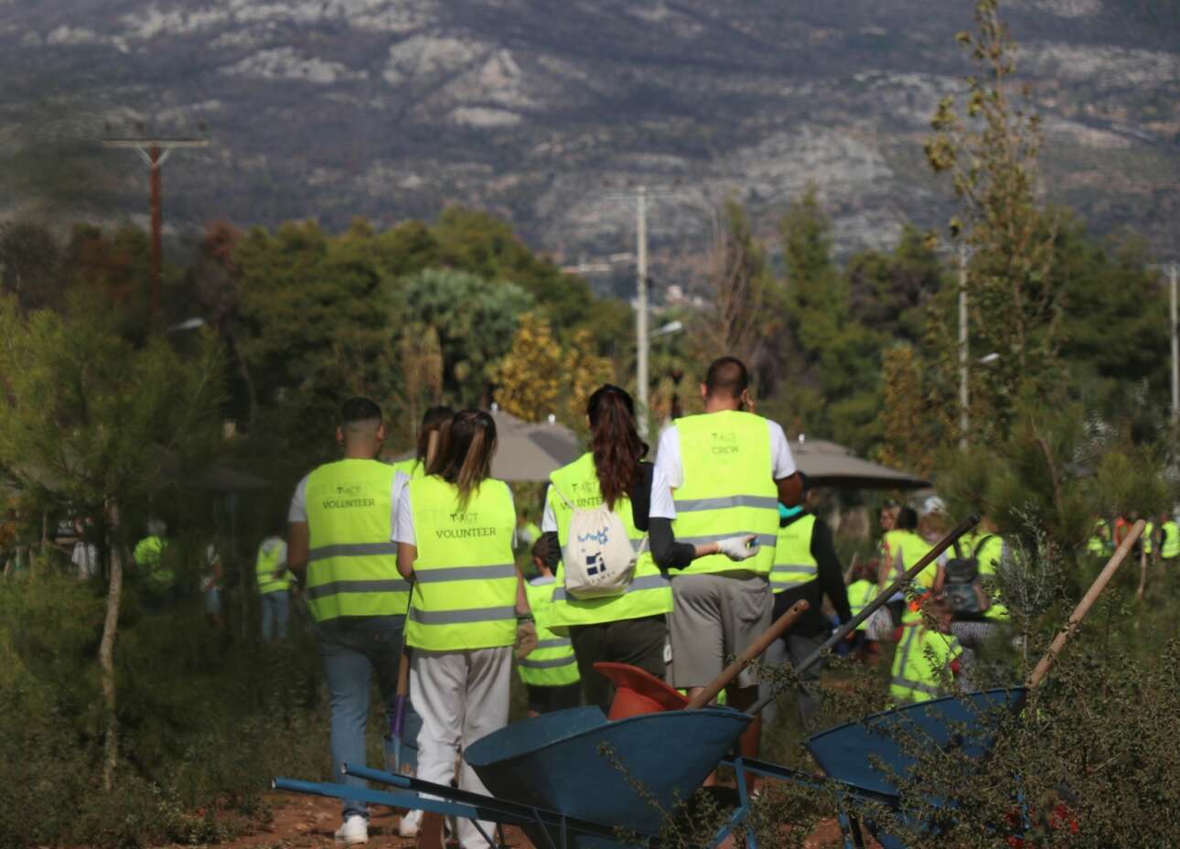 Τατόι: Η αναγέννηση