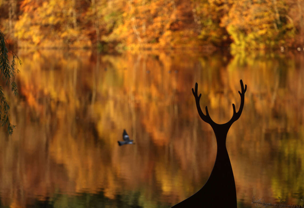 Η σιλουέτα ενός γλυπτού ελαφιού με φόντο τα φθινοπωρινά δέντρα που αντανακλώνται στα νερά της λίμνης Φασκάλι, στη Σκωτία