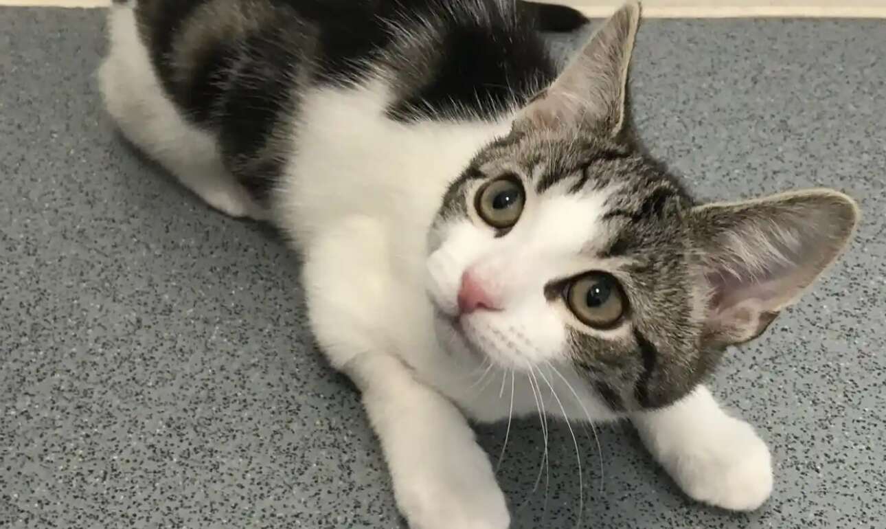 Αυτή είναι η πρώτη γάτα δίχως φύλο