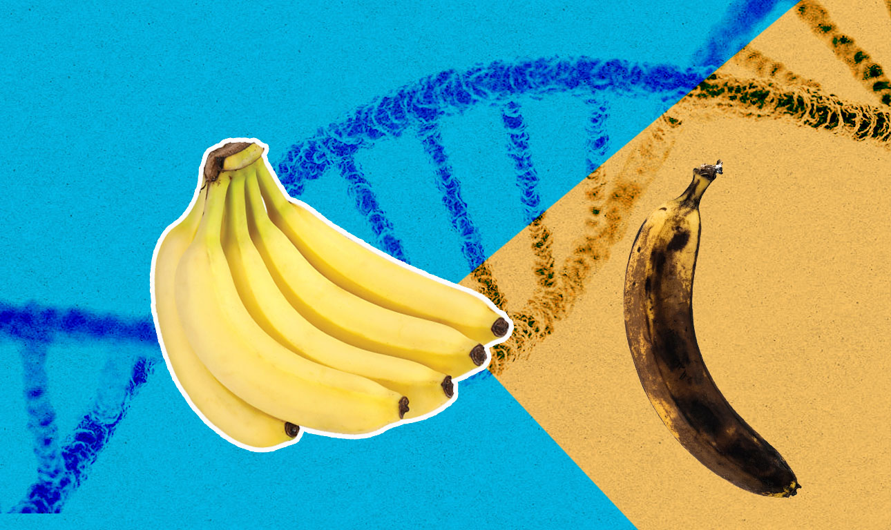 Ερευνα: Τροποποιούν το DNA της μπανάνας για να μη… μαυρίζει
