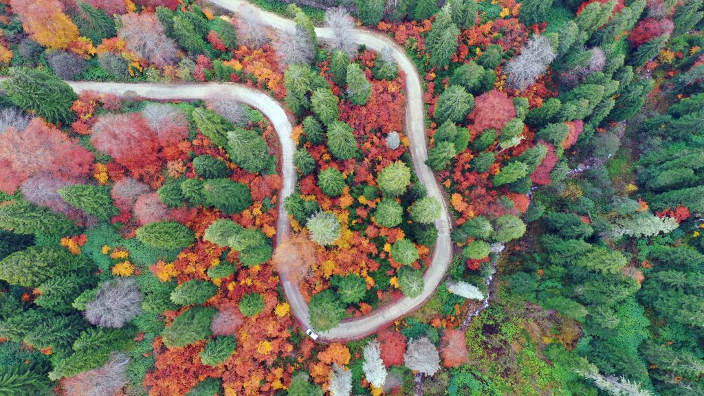 Δέντρα με φθινοπωρινό φύλλωμα σε κίτρινες, καφέ και πράσινες αποχρώσεις, στο προστατευμένο δάσος Spider, στην περιοχή Gumushane της Τουρκίας