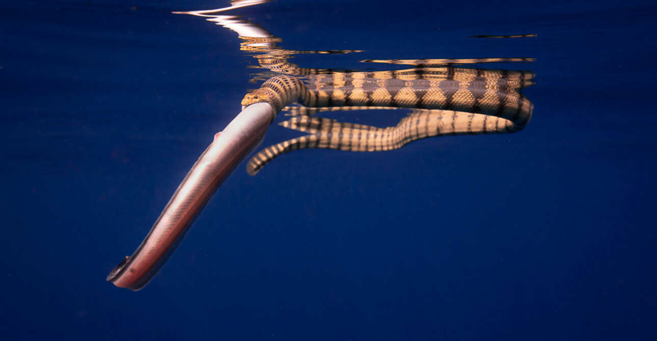 Τα θαλάσσια φίδια είναι πολύ δηλητηριώδη και αφήνουν το δάγκωμά τους να κάνει το μεγαλύτερο μέρος της δουλειάς. Στην παραπάνω φωτογραφία, σε μια σπάνια καταγραφή του ερπετού εν δράσει, ένα θαλάσσιο φίδι γραπώνει ένα ψάρι