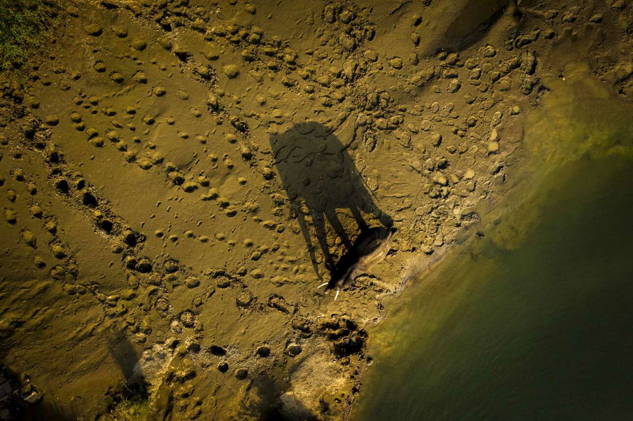 Οι ελέφαντες αποτελούν κοινό θέαμα κατά μήκος του ποταμού και στους ορυζώνες της κεντρικής επαρχίας της Σρι Λάνκα και οι αγρότες με χαρά επιτρέπουν σε αυτούς τους ευγενικούς γίγαντες να μπαίνουν στους ορυζώνες τους μετά τη συγκομιδή