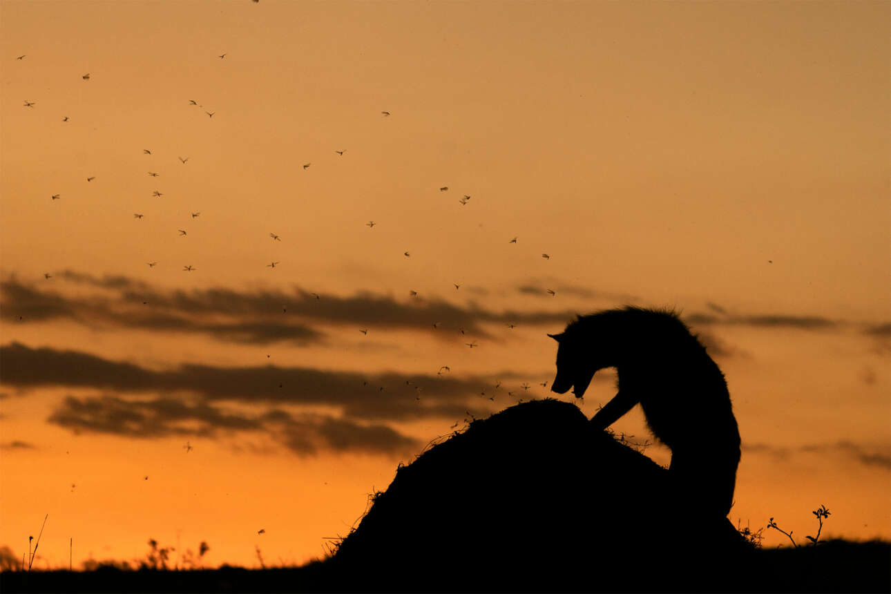 Οι ύαινες μπορούν να αναμετρηθούν με μερικά μεγάλα ζώα, όμως η εικονιζόμενη τα βάζει με έναν λόφο γεμάτο τερμίτες στο Εθνικό Πάρκο Mασάι Μάρα, στην Κένυα