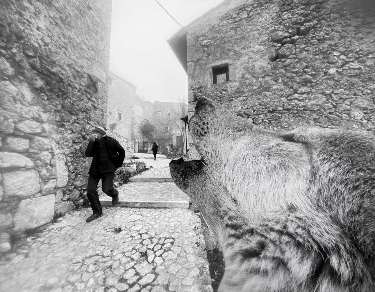 Τιμητική διάκριση στην κατηγορία Δρόμοι. Ενας λύκος κάνει την εμφάνισή του στο ορεινό Κάστρο της Rocca Calascio, στην περιοχή Αμπρούτσο της Ιταλίας