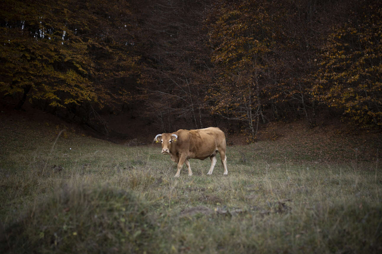 Αγελάδα ποζάρει στον φακό μέσα στο φθινοπωρινό σκηνικό της Πίνδου