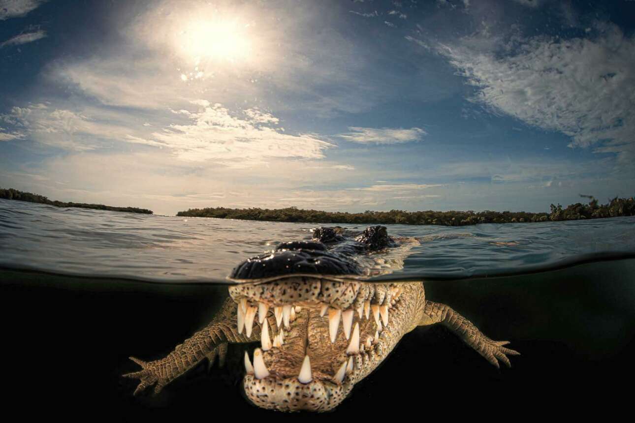 H παραπάνω εικόνα με την έντονη αντίθεση -ένας κροκόδειλος, ο μισός μέσα και ο άλλος μισός έξω από το νερό, στο αρχιπέλαγος στη νότια Κούβα- αιχμαλωτίζει το ερπετό στο στοιχείο του