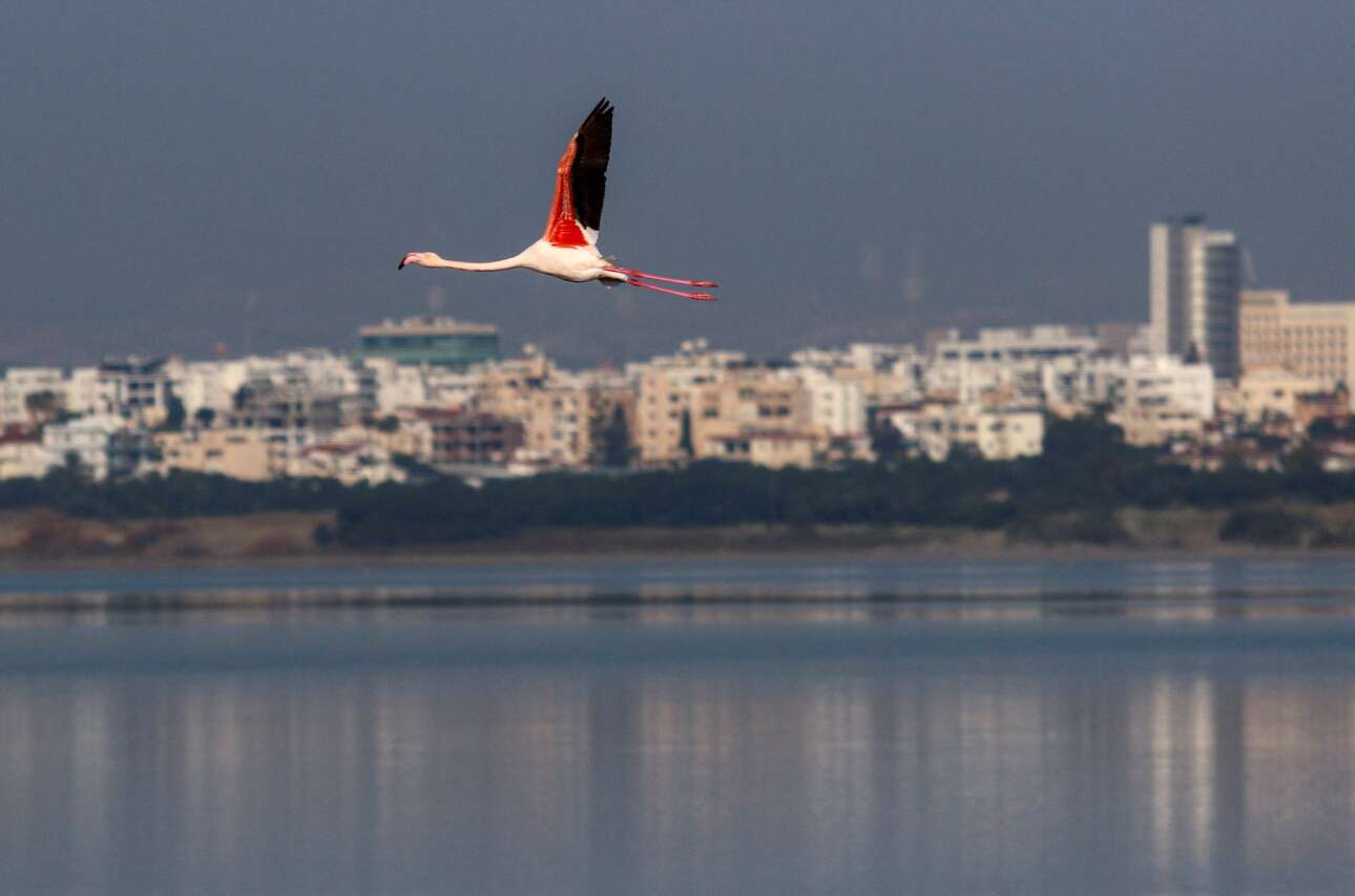 Το φλαμίνγκο πετάει πάνω από τη λίμνη της Λάρνακας, εποπτεύει τον ορίζοντα και καμαρώνει την όμορφη κυπριακή πόλη – ένα ανάλαφρο και αισιόδοξο κλικ
