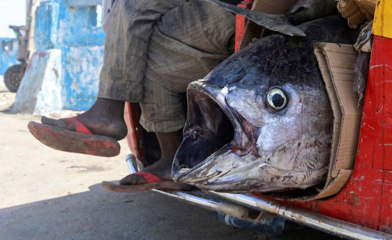Ο σομαλός ψαράς έβγαλε αυτό το μεγάλο ψάρι από τα νερά και το μετέφερε στην αγορά του Μογκαντίσου με το τρίκυκλο, ελπίζοντας σε καλό μεροκάματο: το στόμα του ψαριού, έτσι όπως χάσκει ορθάνοιχτο –πιθανώς και με παρέμβαση του φωτογράφου–, και το ψόφιο μάτι του, έτσι όπως κοιτάζει τον φακό, μοιάζουν σαν να ιστορούν το μέγα σοκ του θανάτου 