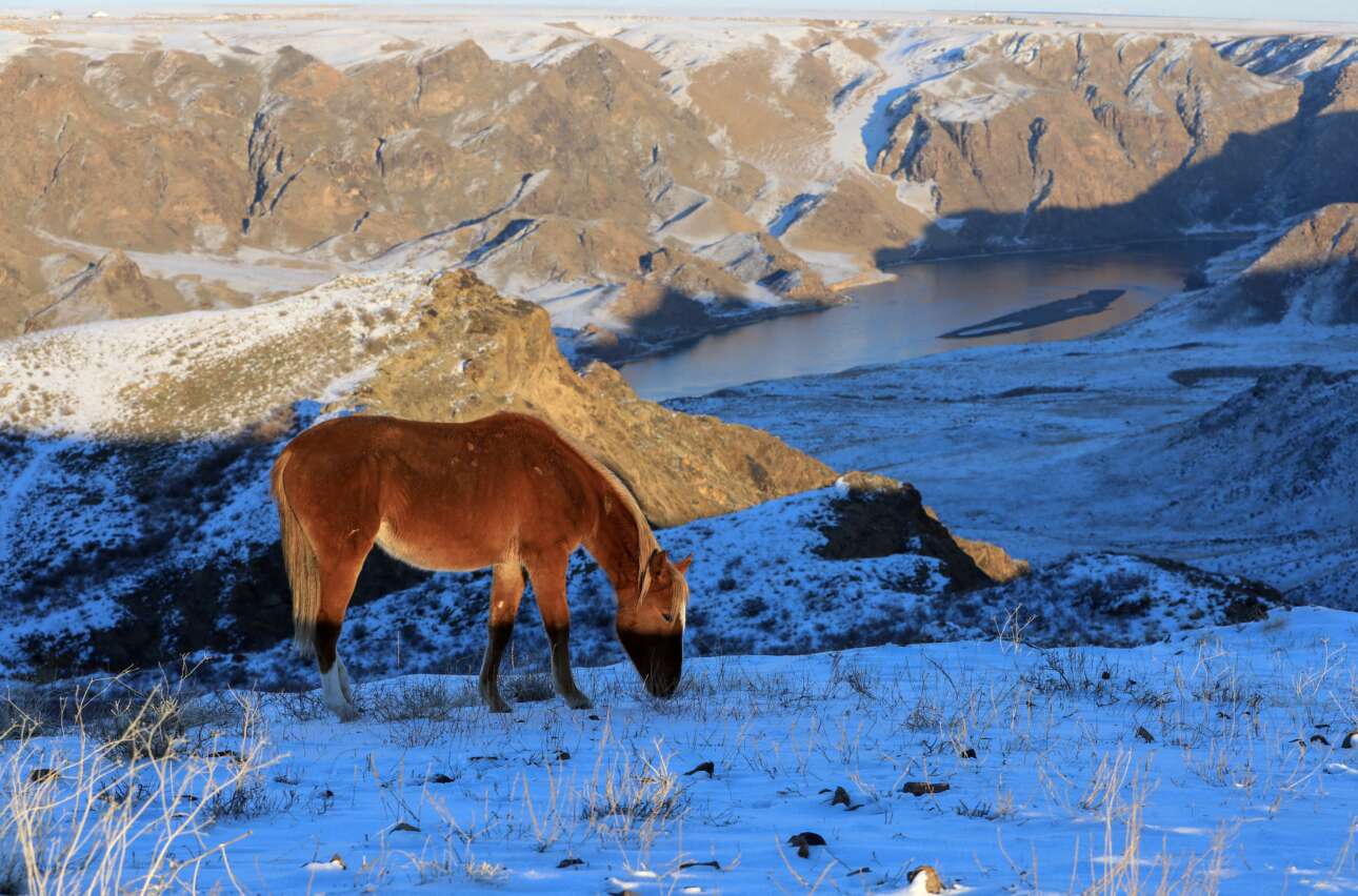 Αλογο βόσκει σε χιονισμένη στέπα του Καζακστάν, δίπλα στον ποταμό Ιλι – η απόλαυση αυτής της φωτογραφίας προστατεύεται: ξεκλειδώνει μόνο με τον κωδικό ΕΛΕΥΘΕΡΙΑ