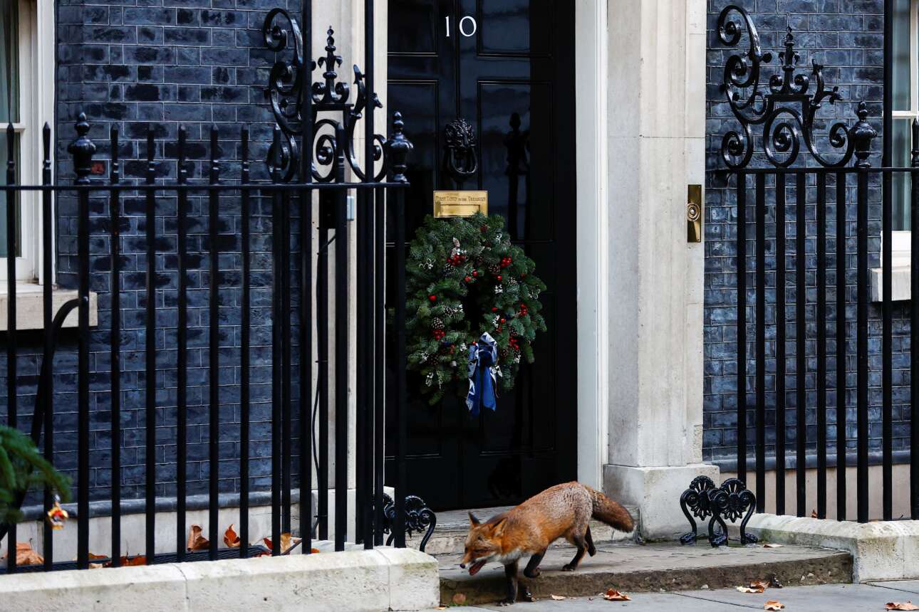 Από την εποχή του Ντέιβιντ Κάμερον και μέχρι την… εβδομάδα της Λιζ Τρας, το πέρασμα της αλεπούς έξω από την Ντάουνινγκ Στριτ 10, δηλαδή έξω από την πρωθυπουργική κατοικία του Λονδίνου, είναι δυσοίωνο αν όχι για τις γάτες, τουλάχιστον για τους Τόρις – να δούμε τι θα φέρει ο χρόνος και για τον Ρίσι Σούνακ 