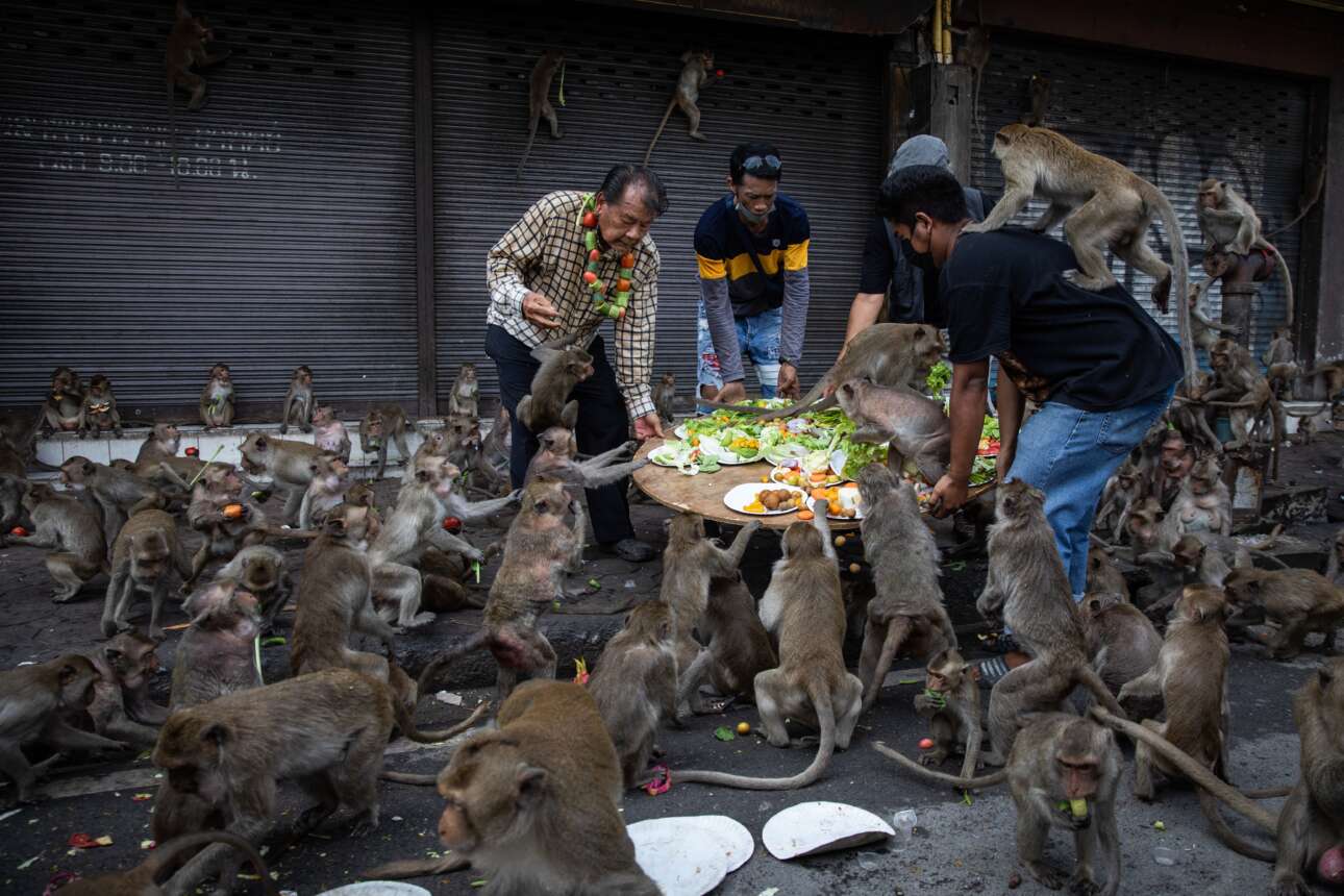 Αμα στρώνεις γιορταστικό τραπέζι στις μαϊμούδες, μην περιμένεις και πολλές… καλλιγραφίες εκ μέρους τους – στιγμιότυπο από το γεύμα που παρέθεσαν οι Ταϊλανδέζοι της περιοχής Λομπούρι στους ενδημούντες εντός αστικού ιστού μακάκους: τα κοινωνικότερα από τα αναρίθμητα ζώα απόλαυσαν τα φρούτα τους και οι τουρίστες το σόου