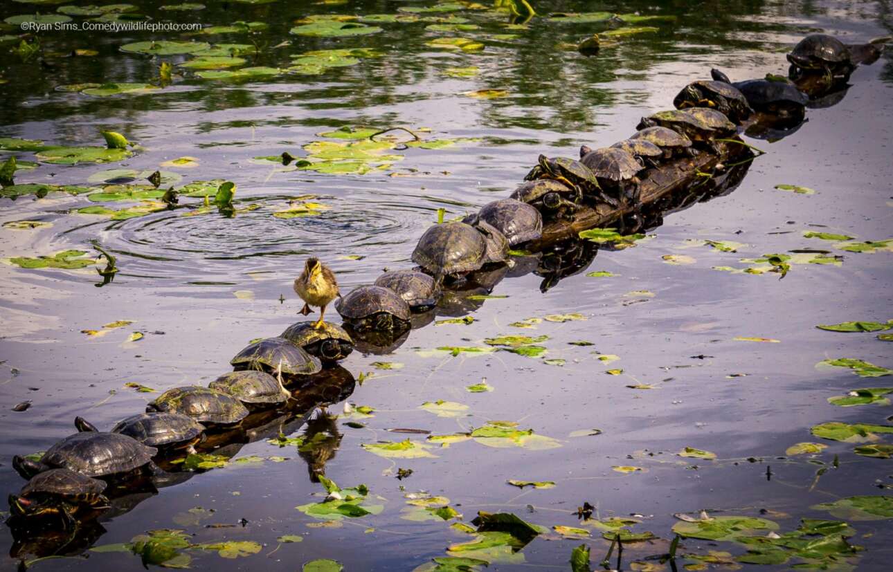 «Με συγχωρείτε, να περάσω λίγο;»: ένα παπάκι περπατάει πάνω σε ένα κούτσουρο καλυμμένο από χελώνες, στους υγροτόπους Χουανίτα των ΗΠΑ