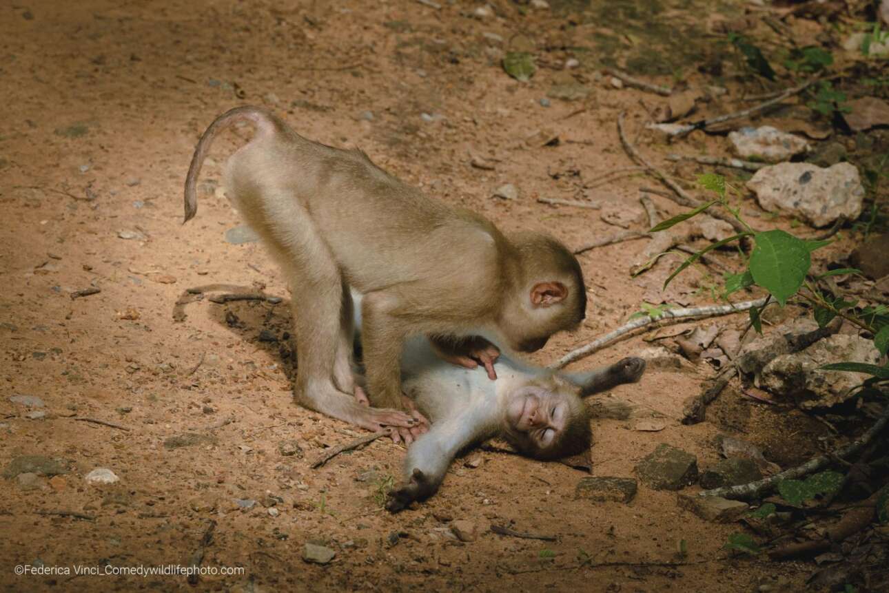 Τιμητική διάκριση για τις δυο μαϊμούδες που «παίζουν τον γιατρό» 