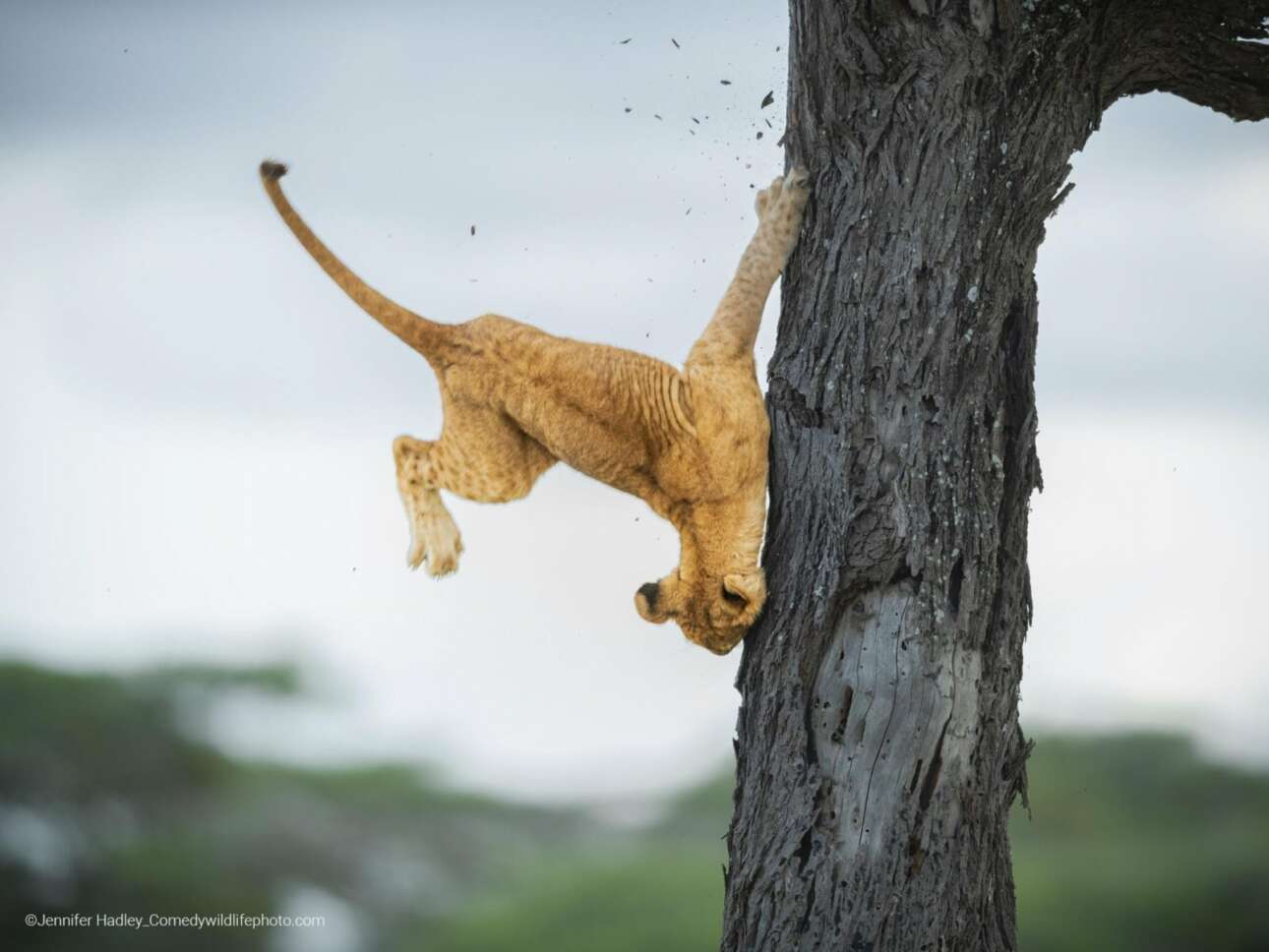 Η φωτογραφία με το τριών μηνών αδέξιο λιονταράκι που προσπαθεί να κατεβεί από ένα δέντρο, στην Τανζανία, για να βρει την οικογένειά του, αναδείχθηκε νικητής του διαγωνισμού, ενώ πήρε την πρώτη θέση και στην κατηγορία Πλάσματα της Γης